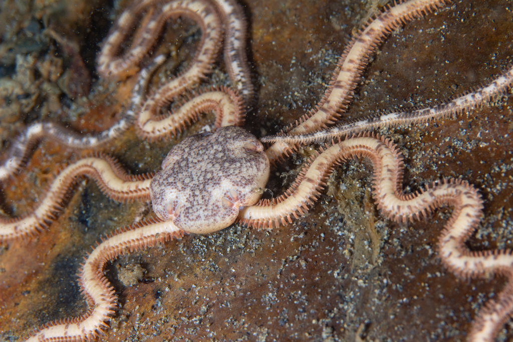 Chilean Mud Brittle Star