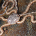 Chilean Mud Brittle Star - Photo (c) Gonzalo Bravo, some rights reserved (CC BY-NC), uploaded by Gonzalo Bravo