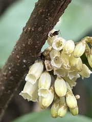 Maesa japonica, photograph (c) 謝麗霦, some rights reserved (CC BY)