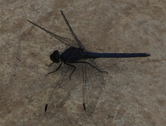 Trithemis