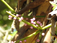 Rhipsalis grandiflora, photograph (c) Fabrício Mil Homens Riella, some rights reserved (CC BY)