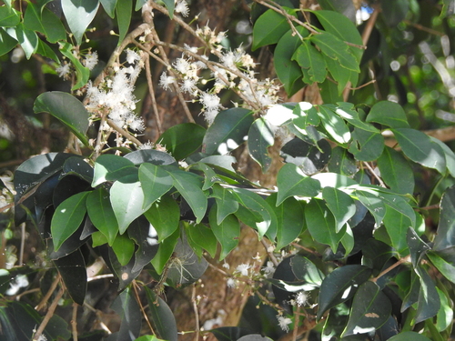 Eugenia astringens, photograph 6