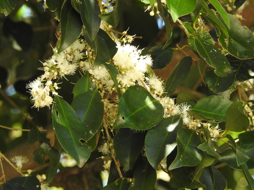 Eugenia astringens, photograph 5