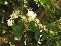 Eugenia astringens, photograph (c) Fabrício Mil Homens Riella, some rights reserved (CC BY)