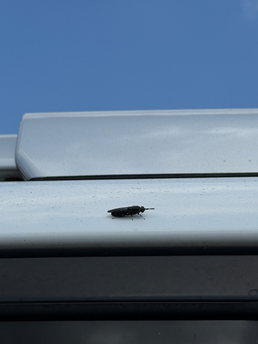 Unknown species found near Fort Pierce, FL, US