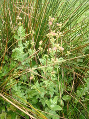 Scrophularia sambucifolia