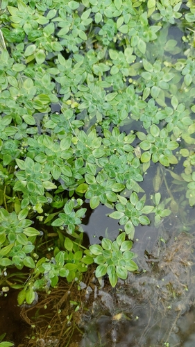 Blunt-fruited Water-starwort (Callitriche obtusangula)