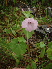Malva trimestris