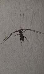 Didymocantha obliqua