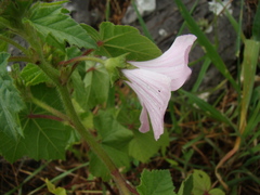 Malva trimestris