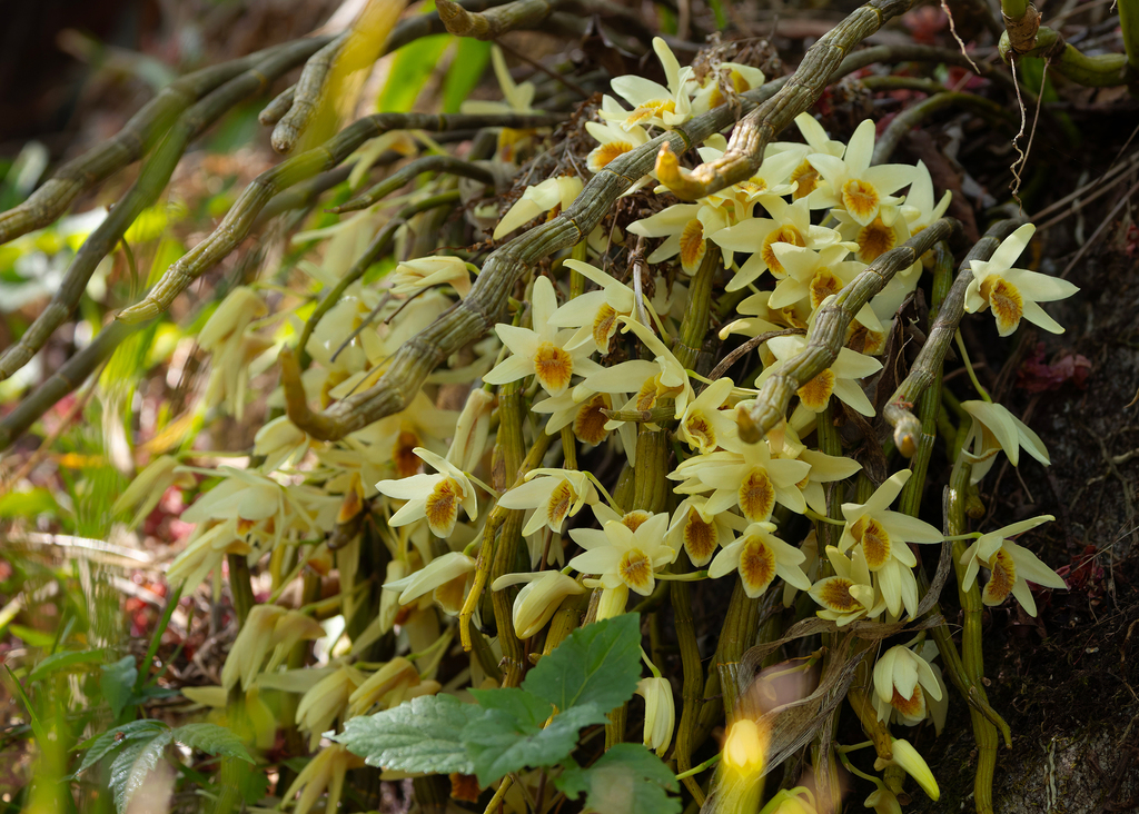 Dendrobium heterocarpum Wall. ex Lindl. 3