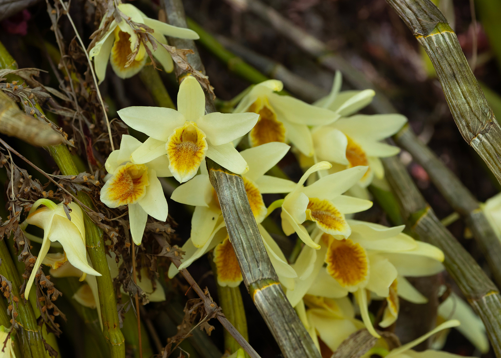 Dendrobium heterocarpum Wall. ex Lindl. 2