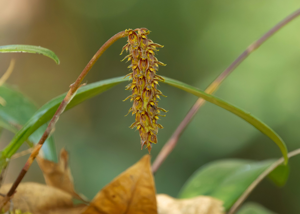 Bulbophyllum morphologorum Kraenzl. 2