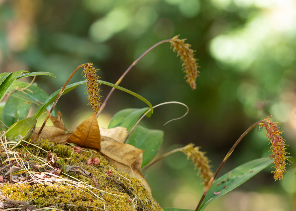Bulbophyllum morphologorum Kraenzl. 4
