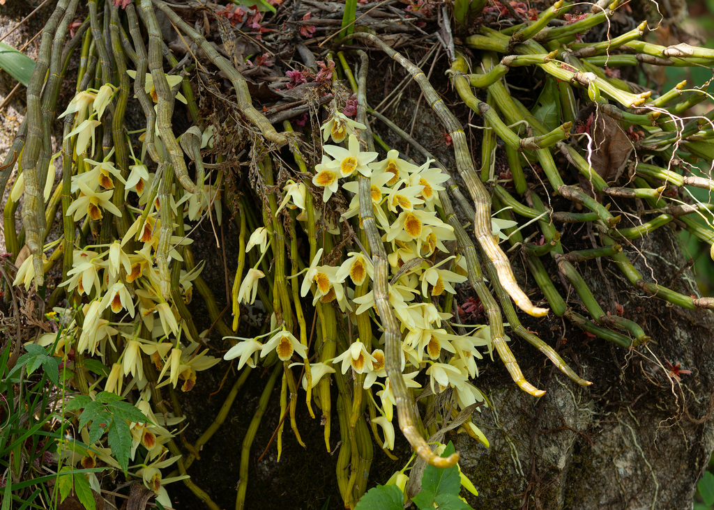 Dendrobium heterocarpum Wall. ex Lindl. 4