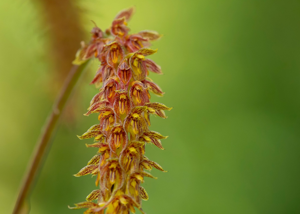 Bulbophyllum morphologorum Kraenzl. 3
