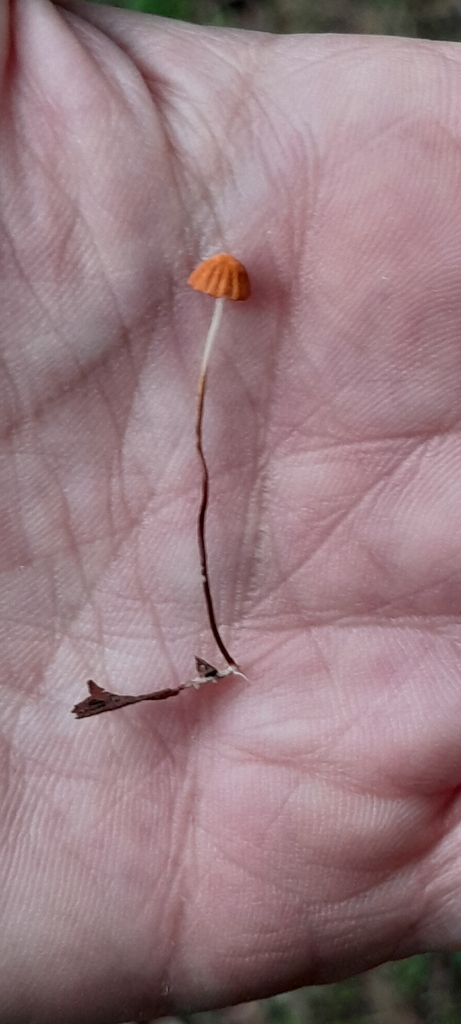 Marasmius siccus · March 2026 · photo: © rafaperazzolo (iNaturalist, cc-by)