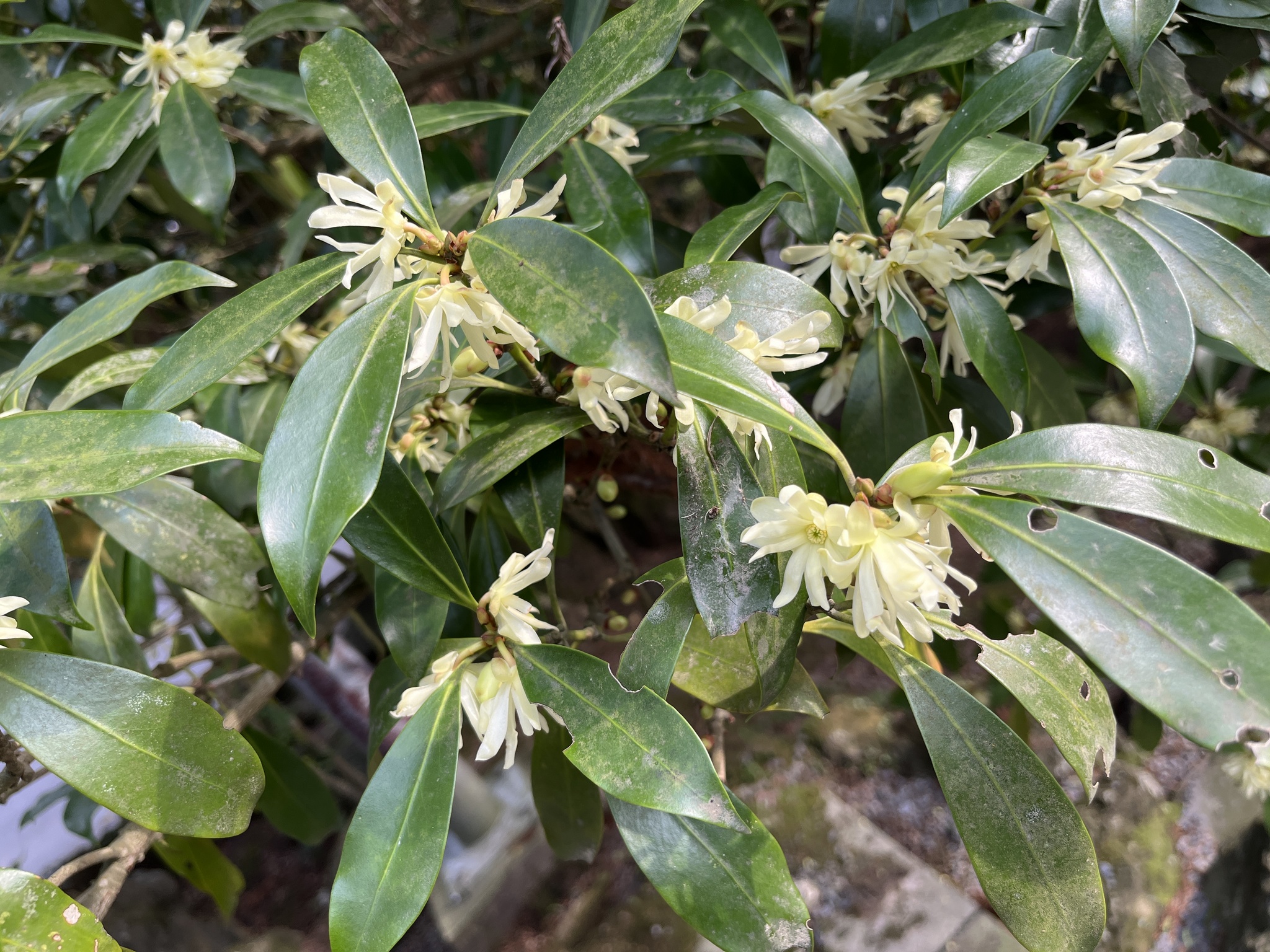Japanese Star Anise (Illicium anisatum)