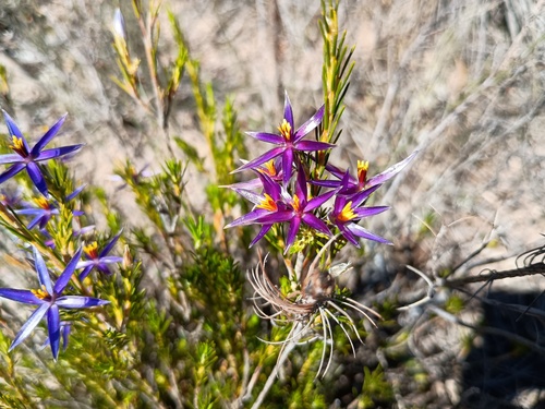 Calectasia intermedia (Calectasia intermedia)