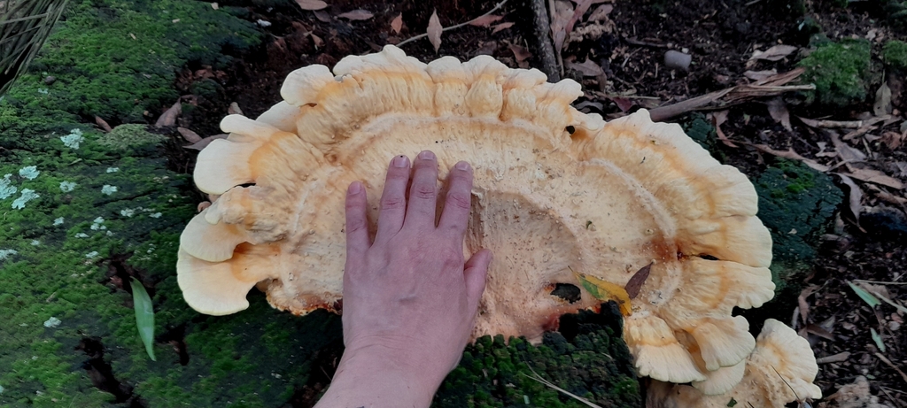 Laetiporus gilbertsonii · March 2026 · photo: © rafaperazzolo (iNaturalist, cc-by)