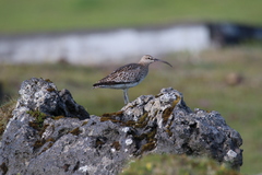 Numenius phaeopus phaeopus