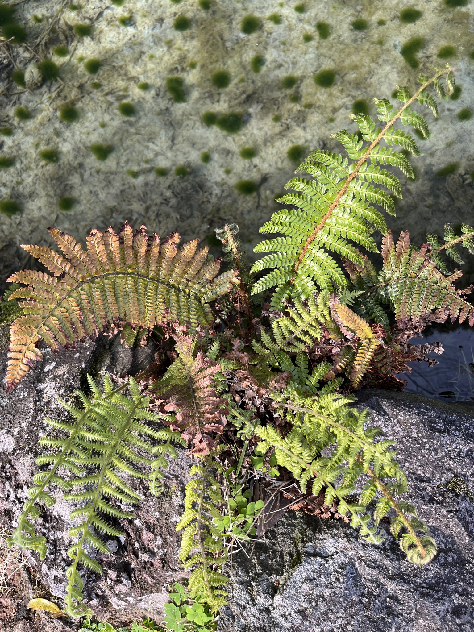 Japanese Tassel Fern (Polystichum polyblepharon)