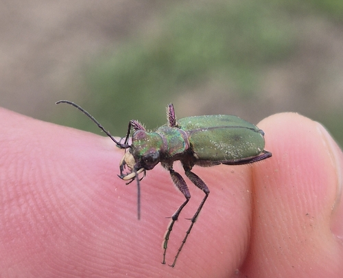 Green Tiger Beetle