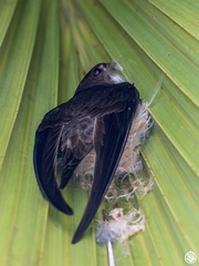 Asian Palm Swift photo 6