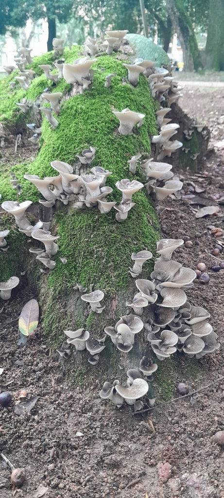 Favolus tessellatus · March 2026 · photo: © rafaperazzolo (iNaturalist, cc-by)