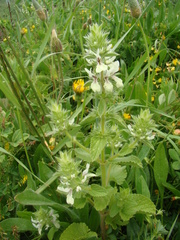 Stachys ocymastrum
