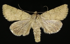 Scotogramma submarina