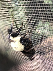 Bombus impatiens image