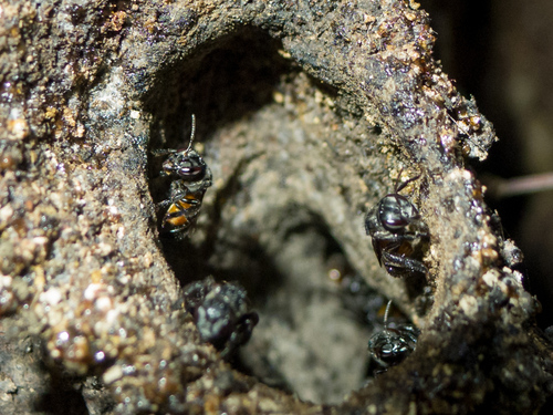 Red-tailed Stingless Bee