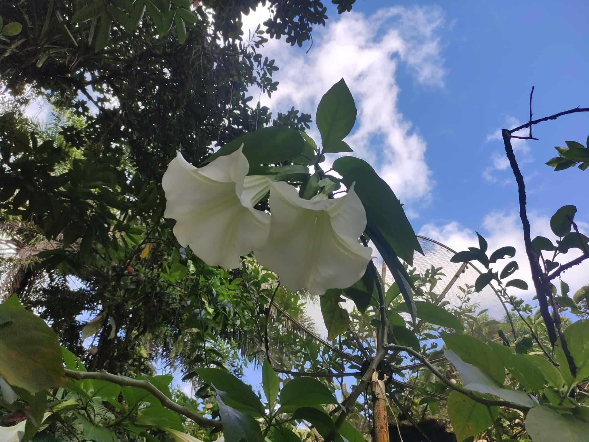 Brugmansia suaveolens