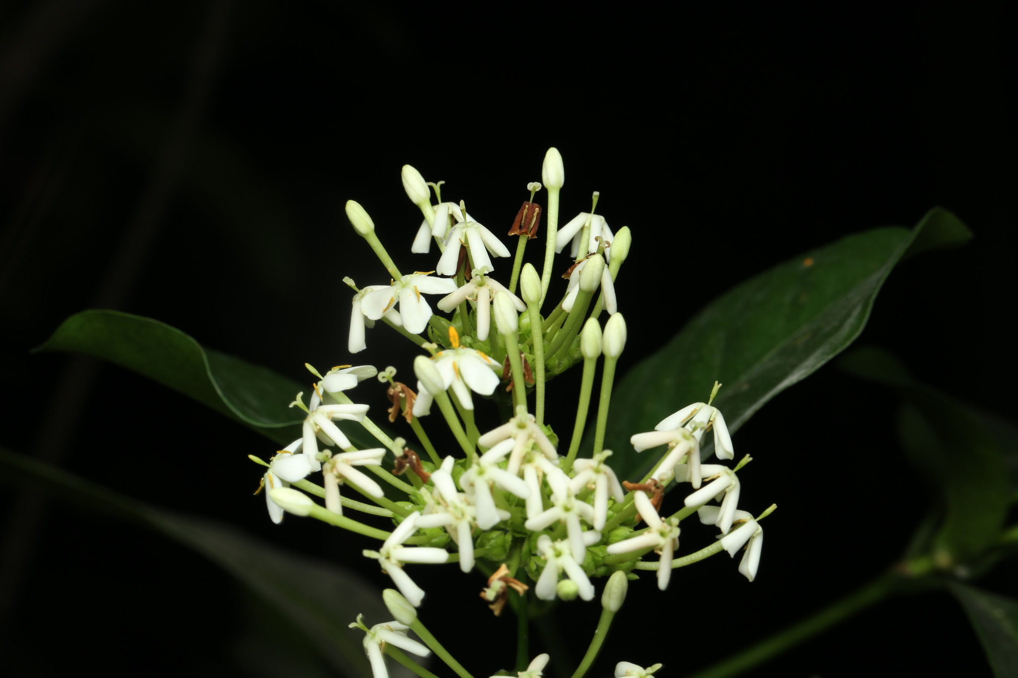 Ixora finlaysoniana (Ixora finlaysoniana)