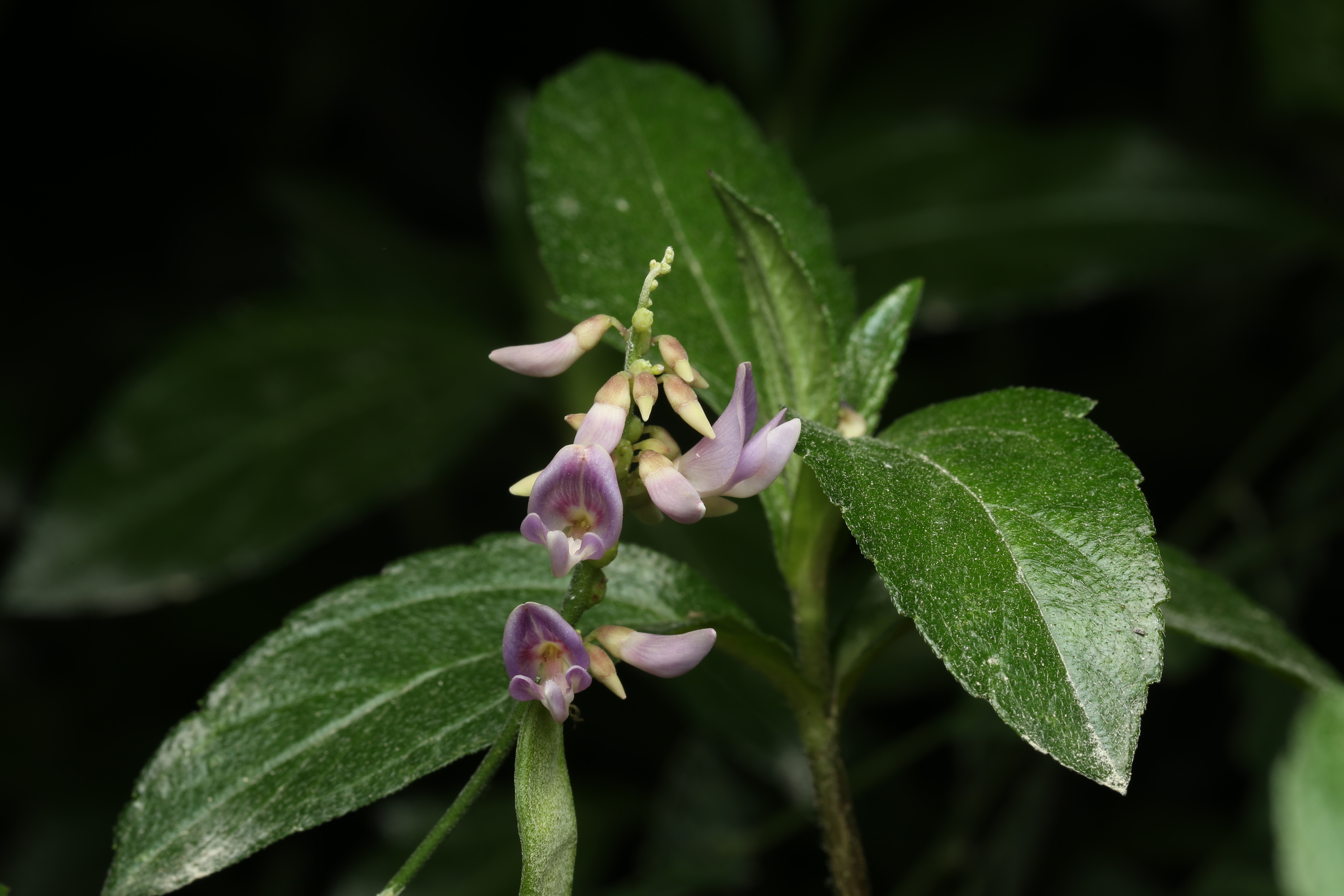 Abrus precatorius (Abrus precatorius)