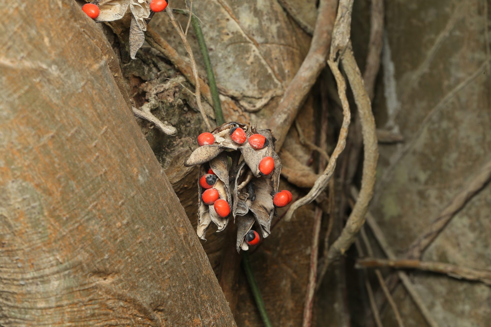 Abrus precatorius — ảnh 2