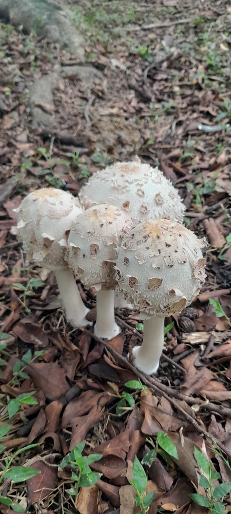 Chlorophyllum molybdites · March 2026 · photo: © rafaperazzolo (iNaturalist, cc-by)
