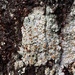 Lecanora hybocarpa - Photo Ningún derecho reservado, subido por Ken Kneidel