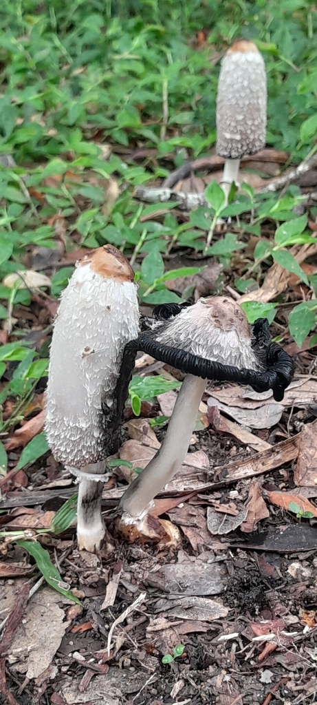 Coprinus comatus · March 2026 · photo: © rafaperazzolo (iNaturalist, cc-by)