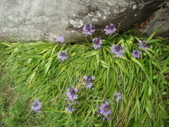 Scilla peruviana