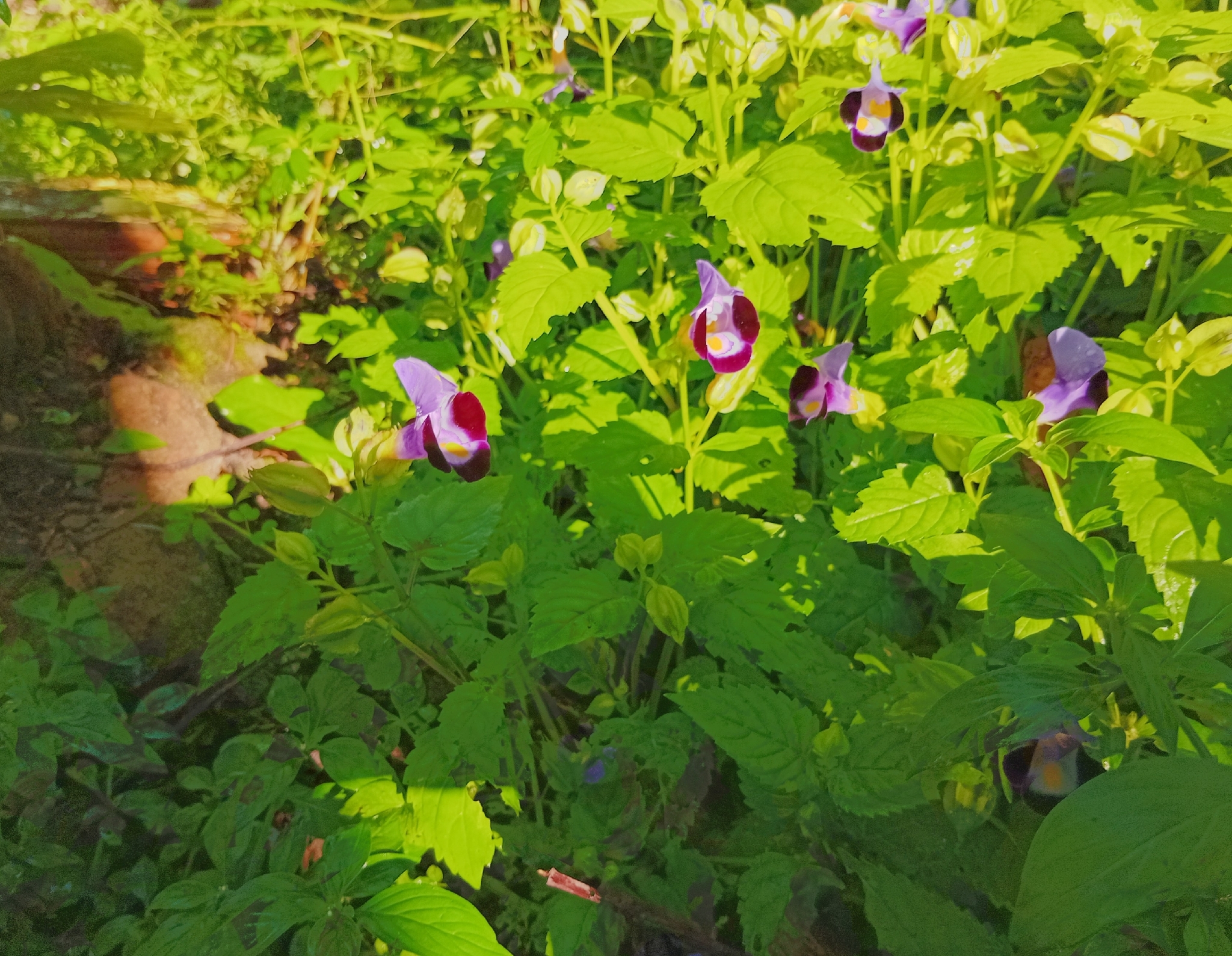 Torenia fournieri