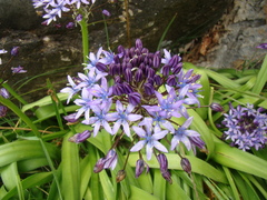 Scilla peruviana