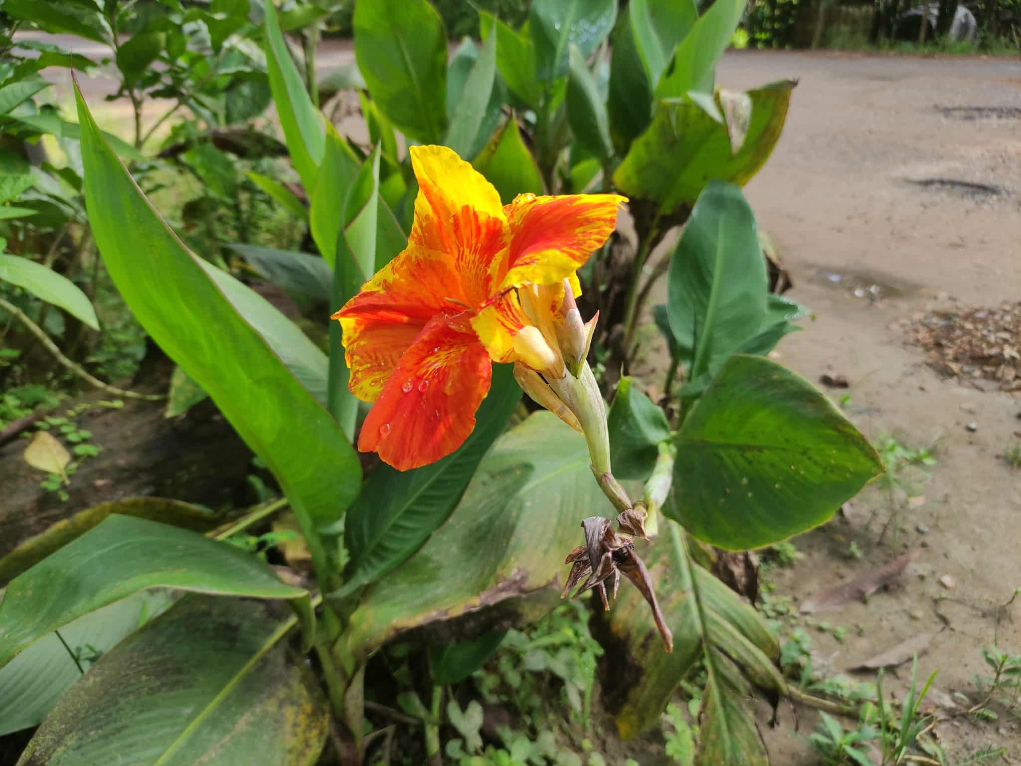 Canna hybrida
