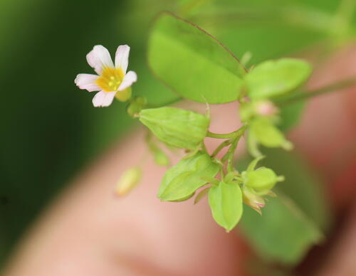 Barrelier's Woodsorrel (Oxalis barrelieri)
