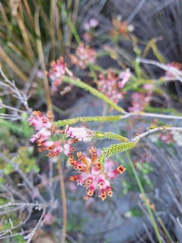 Wireflask Heath (Erica gysbertii)