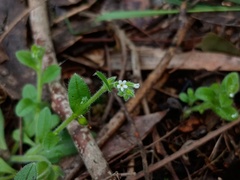 Myosotis australis, photograph (c) grampianshiker, some rights reserved (CC BY)