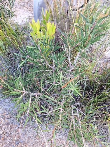 Melaleuca linearis (Melaleuca linearis)