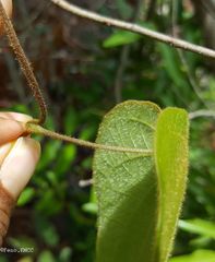 Dioscorea ovinala
