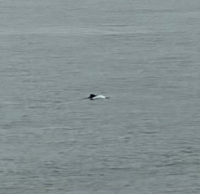 Cephalorhynchus commersonii